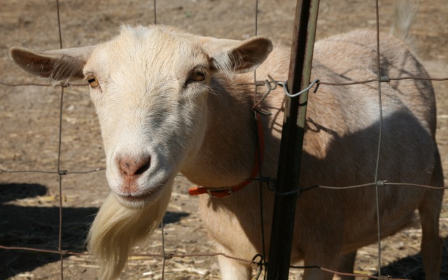 Nigerian Goat doe photo