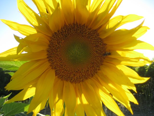 Sunflower